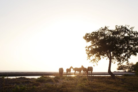 Horses standing on riverbank