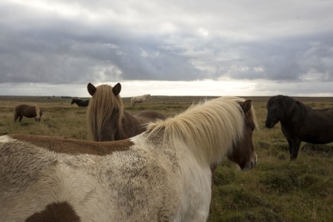 Herd of horses in rural field