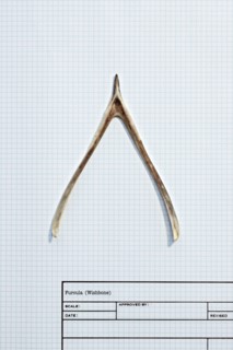 Wishbone on graph paper