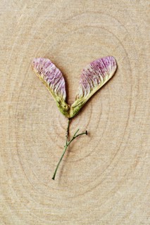 Close up of dried flower on wood rings of maple tree