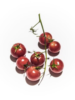 Tomatoes on vine