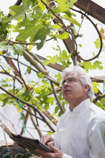 Hispanic scientist examining plants in greenhouse