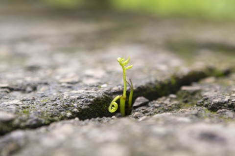 Close up of shoots growing in stone cracks