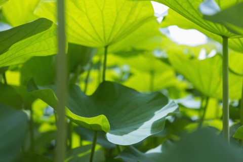 Close up of tropical plants