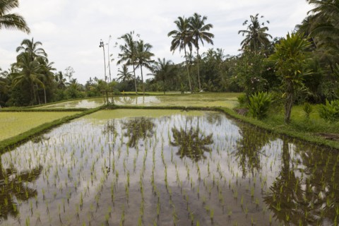 Palm trees reflected in rice field