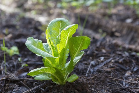 Close up of vegetable plant growing in dirt