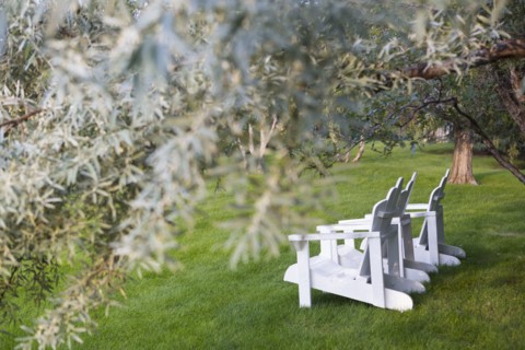 White adirondack chairs under tree