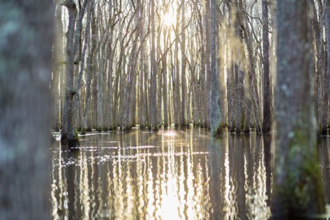 Bare trees in swamp reflecting in still water