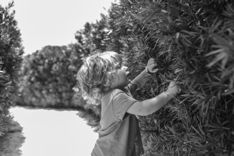 Caucasian baby boy peering through bushes in backyard