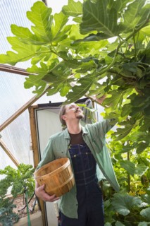 Caucasian gardener working in greenhouse