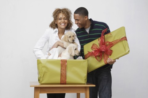 African couple taking puppies out of gift box