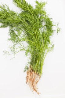 Fresh picked dill with roots