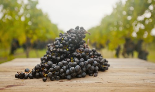 Grapes on table outdoors