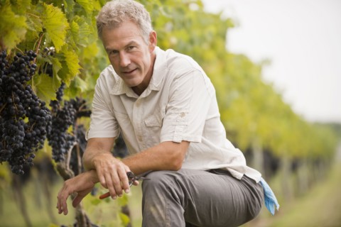 Caucasian man picking grapes in vineyard