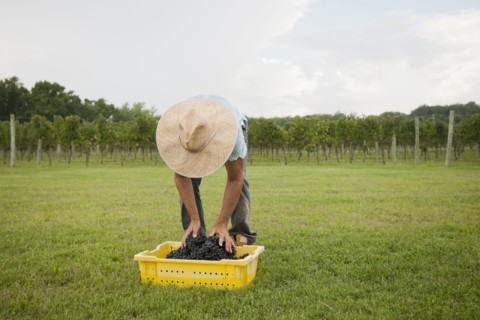 Caucasian farmer with crate of grapes in vineyard