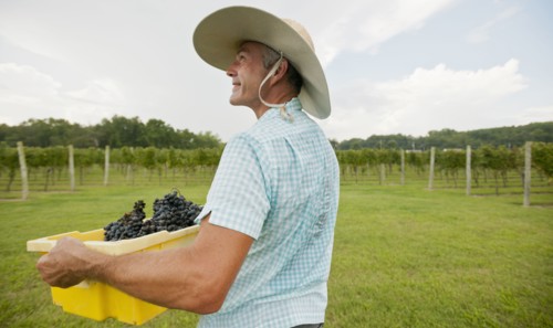Caucasian farmer with crate of grapes in vineyard