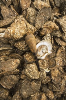 Close up of mussel shells and awl