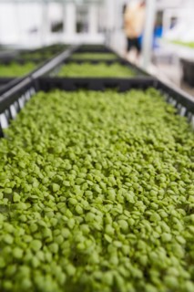 Bins of green plants in greenhouse