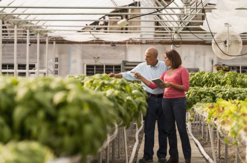 Couple checking green basil plants in greenhouse