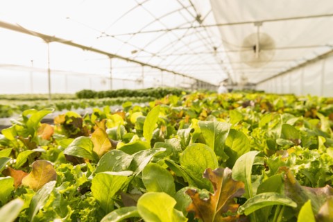 Wet green plants in greenhouse