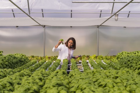 Black scientist examining green basil plant in greenhouse