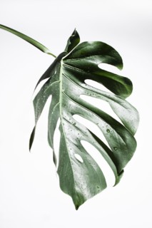 Water droplets on wet leaf