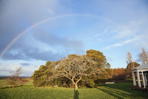 Rainbow over tree in rural backyard