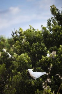 Bird perching in tree