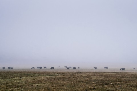 Flock of cattle in misty field