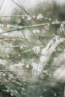 Close up of dew on grass