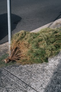 Pine tree laying on sidewalk near pole