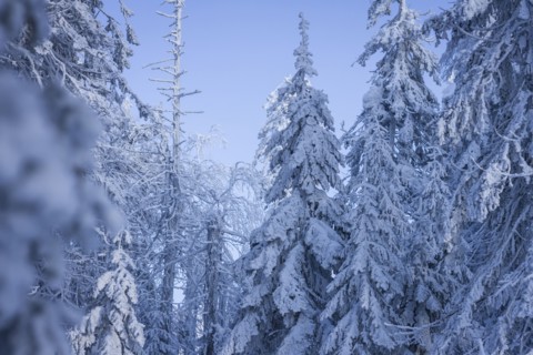 Trees in snowy forest