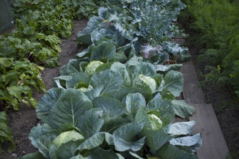 Vegetable garden