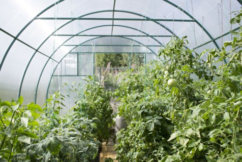 Vegetable garden in greenhouse