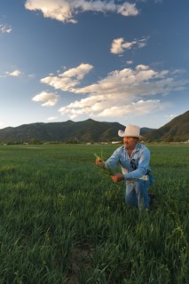 Hispanic man looking at crop