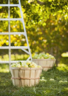Baskets of apples in orchard