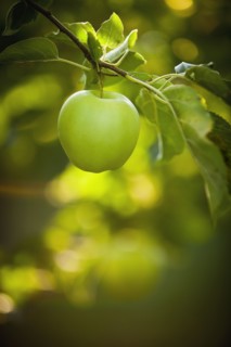 Green apple growing on tree