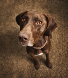 Curious dog sitting on floor