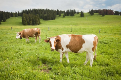 Cows standing in field
