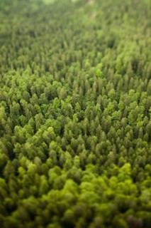 Trees in forest