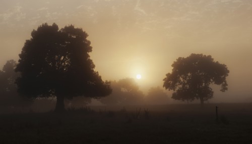 Trees in field with hazy sunshine
