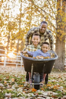 Father pushing sons in wheelbarrow in autumn leaves