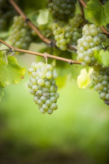 Grapes growing on vine