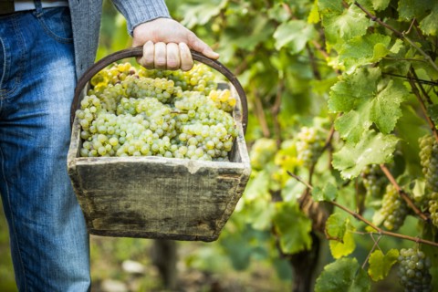 Caucasian farmer carrying grapes in vineyard