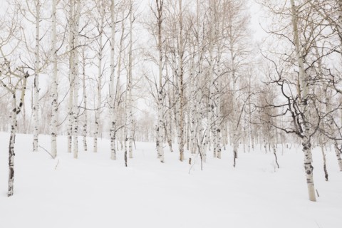 Forest in winter