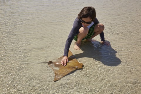 Mixed Race boy crouching in water petting stingray