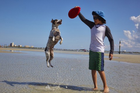 Mixed Race boy playing with dog on beach with plastic disc