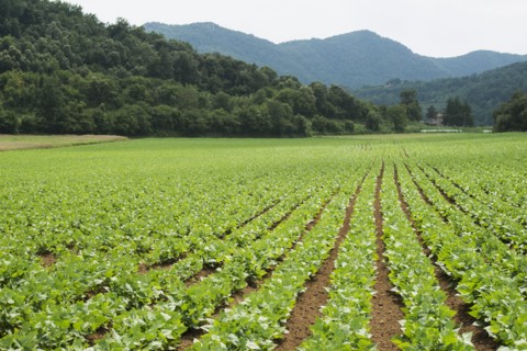 Rows of green plants in farm field