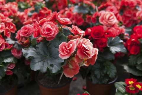 Red flowers in pots