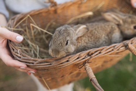 Close up of woman carrying rabbits in basket